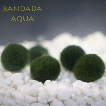 반다다아쿠아 마리모 특대 (2.2cm~ ), 1개