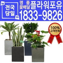 관엽식물 공기정화식물 대전 대구 울산 개업화분 화분배달, (선택59)아가베