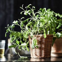 이케아 칵투스피콘 화분 라탄 브라운 12cm, 1개