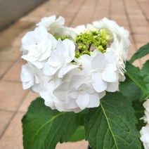 봄바람마켓 수국 꼼꼼한포장 도피오비앙코 마크로필라수국 하얀수국 정원수국 수국키우기