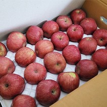 농원직송 경북 청송 안동 가정용 꿀 사과 부사 대과 특과 10kg