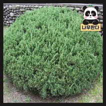 (나무판다) 옥향 나무 묘목 폭 30cm 내외(분), 옥향 폭 30cm 내외(분)