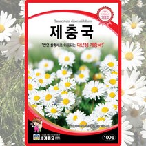 제충국 씨앗 제충국 씨 꽃 종자 100립, 단품