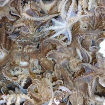 국내산 서해안 활 생물 쭈꾸미 1kg(7~13미) 당일조업, 활 쭈꾸미 1kg(7-13미)
