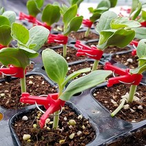 접목 집게 클립 모종 접목크립 원예자재 고정 결속 작목 접붙이 농자재, 접목집게 500개 (1봉)