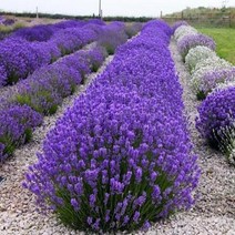 모종/잉글리쉬라벤더 5치포트/2개 r289