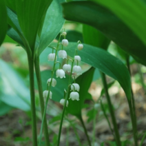 토종 은방울꽃 [4포트] (복남이네야생화 봄 야생화 모종 화이트 토종식물 은방울 lily convallaria keiskei)