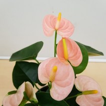 [용이네 화원] 순수한 아름다움이 가득한 오렌지핑크 안시리움 150 농원