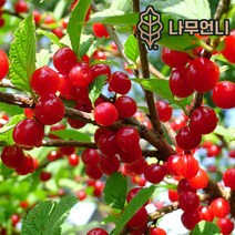 앵두나무 조선앵두 R2~3cm 결실주 유실수 정원수 나무언니, (조선)앵두 R2~3cm 결실주