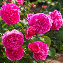 영국장미 (데이비드오스틴) 묘목 개화주 포트 - 잉글랜드 로즈 (관목), 1개