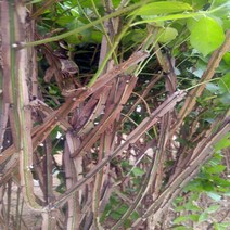 [가산원예조경] 화살나무 실생2년 30주묶음, 1개