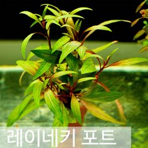 자연수초 레이네키 포트 수초, 1개