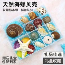 철갑상어키우기 구피암컷 베타암컷 천연소라 자개 해성표본 선물 해양생물, 16 코스 요리 15번