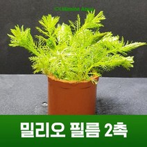 초보 수초 키우기 밀리오 필름 2촉, 없음