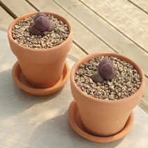 제옥 자제옥이 심어진 토분화분, 자제옥