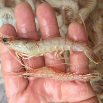 [싱싱해몰] 김장용생새우 홍새우1kg 국산 급냉상품 독새우, 1개