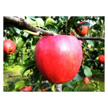 순희농장 앵두나무목 살구나무묘 호두묘목 유실수 과실수, 비파포트(상) 2개묶음