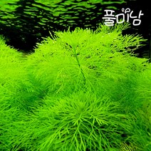 [풀미남 오픈이벤트] 자이언트 암브리아 2촉 / 초보자도 키우는 예쁜 수초