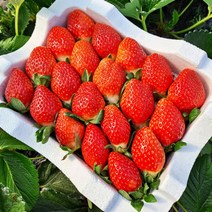고당도 설향 딸기 논산 고령 생딸기 왕딸기 큰 산지직송 금실 GAP 인증 1kg 2kg, 2.설향딸기_특대(2kg)