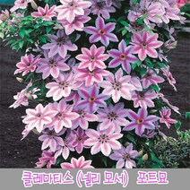 충주원예조경 클레마티스(넬리모서)*포트묘, 주