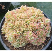 [수암다육] 파스텔 철화 랜덤발송 f. cristata 다육 다육이 다육식물 555, 1개