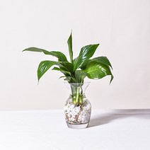 필플랜트 수경재배식물 플레어글라스 DIY세트 몬스테라수경재배, 1개, 4.스파트필름+수경재배세트(플레어글라스+흰돌)