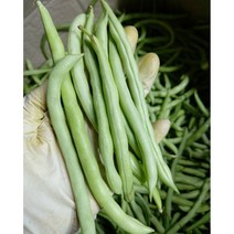 그린빈스 (1KG) 빈스 껍질콩 생 그린빈 줄기콩