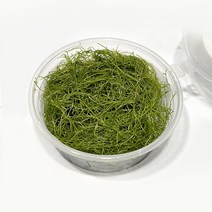 리시아 모스 음성수초 1통 (7cm), 단품