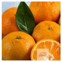 제주귤 제주도귤 청 만들기 조생 3.5kg 귤 영화청과 노지 특급 타이벡