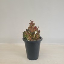 리치아이금 공기정화식물 온누리농원, 1개