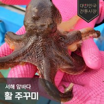 국내산 서해 산지직송 알배기 활 주꾸미 1kg 2kg 3kg 쭈꾸미, 국내산 활 주꾸미 2kg