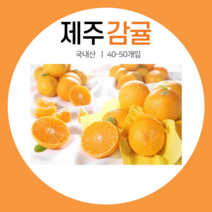 [산지직송 안전배송] 고품질 제주 하우스감귤 대과 10kg내외 (40~50과내외) 10kg내외, 1개