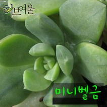 [허브여울다육] 미니벨금 지름 9cm 소품 (상토와 마사만 사용한 건강한다육), 2개