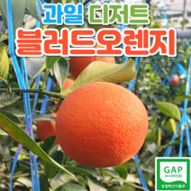 제주 블러드오렌지 제철 과일 디저트 산지직송 5kg 10kg