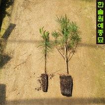 소나무(적송) 포트묘, 03. 적송-H1.0, 1개