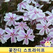 꽃잔디-스트라이프(3치)모종 50개