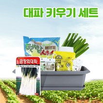 대파 키우기 화분 세트 베란다 텃밭 옥상 집에서 파기르기세트