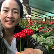 70년재배 홍제원 인삼 홍삼 파삼 난발삼 원수삼 세척삼 무세척삼 면역력증강 파삼 500g, 04_무세척실속형오크형파삼(중)350g