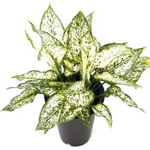 아침향기 공기정화식물 중형 대형 화분 중형몬스테라 특별할인, (중형) 사파이어, 1개