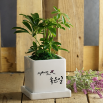 [캘리그라피 메세지화분] 생겨요.. OOO, 행운목