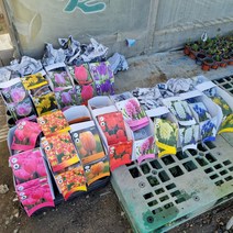 구근모음 수선화 히아신스 튤립 예쁜꽃 구근꽃 알식물 키우기 좋은 심기좋은, 1-1 버거디레이스, 2-3 옐로우스톤, 수선아틱골드