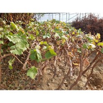 샤인머스켓4년생 MBA(머루)3년생분묘(결실주), 샤인머스켓포도