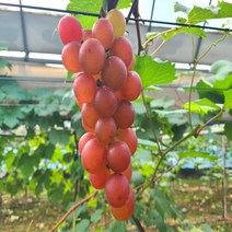루비로망 루비로만 포도묘목 접목묘 묘목, 접목포트묘(소묘), 1개