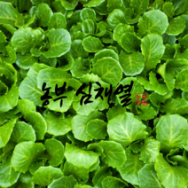 농부 심채열의 상추모종 청쌈로메인상추 35개 텃밭 모종씨앗 상추모종 모종 상추키우기 쌈 채소 모종키우기