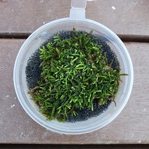 쥐꼬리이끼 컵(8x3.5cm)/테라리움 비바리움 팔루다리움 DIY재료