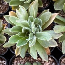 [올식스] 에오니움심시, 1개