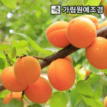 살구나무 왕살구 유실수 가림원예조경, 왕살구(하코드) R4cm결실주