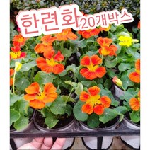 한련화 20개박스/잎이 연꽃을 닮은 한련화꽃