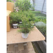 겨울식물 왁스플라워 중품 25~45cm 149