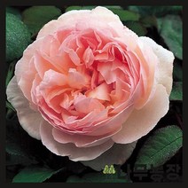 (나무농장) 영국장미 데이비드오스틴 (샤리파 야스마) 땅장미